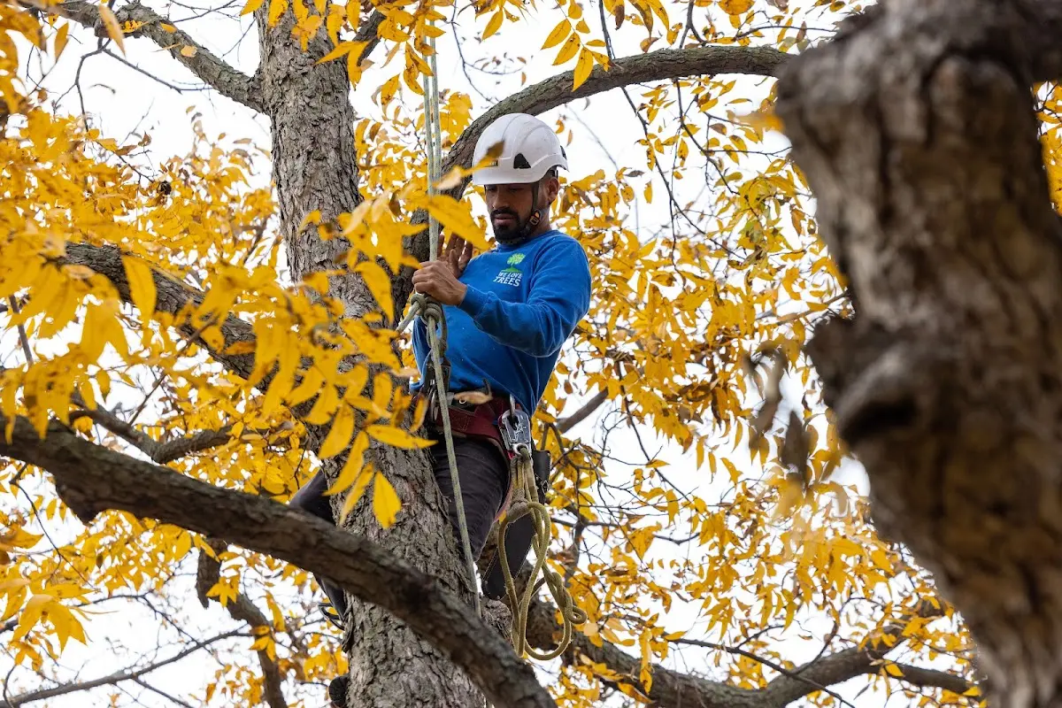 Skilled Dead Tree Removal crew working in Oldtown